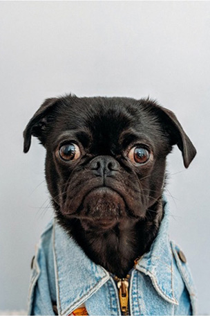 Blog7-28-22-Photo1-black dog with blue jean collarSM1.jpg